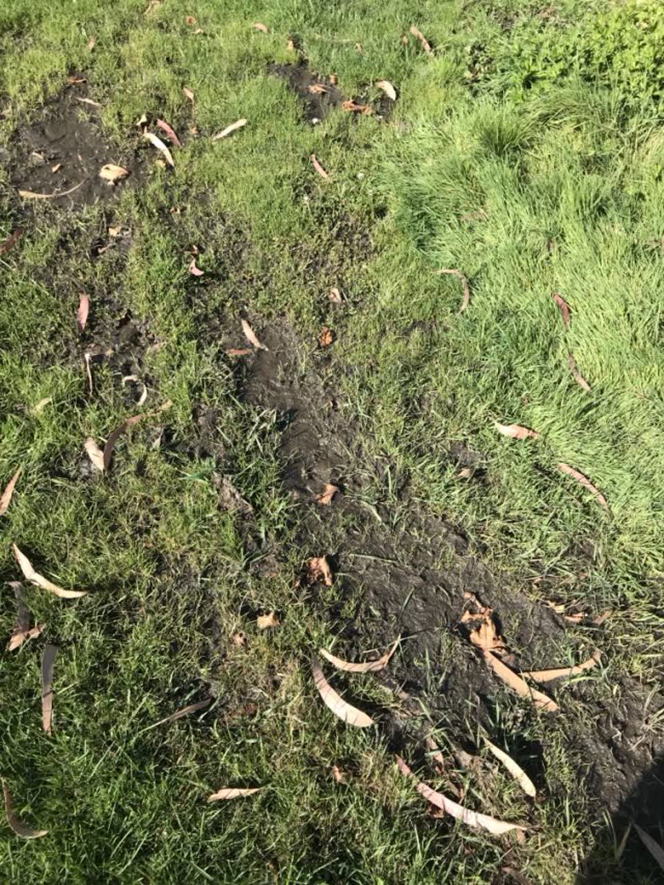 The photograph attached to this parks report