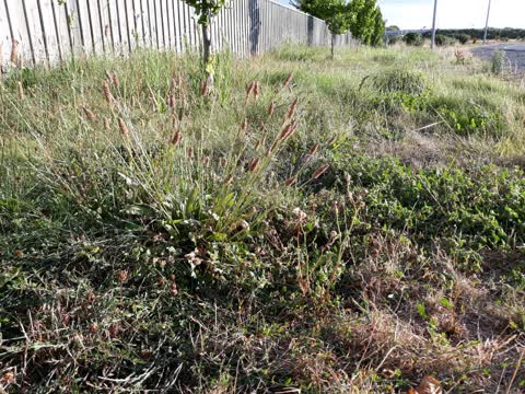 Roading/Streets, a report photo