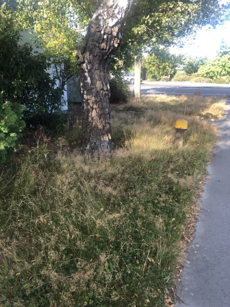The photograph attached to this parks report