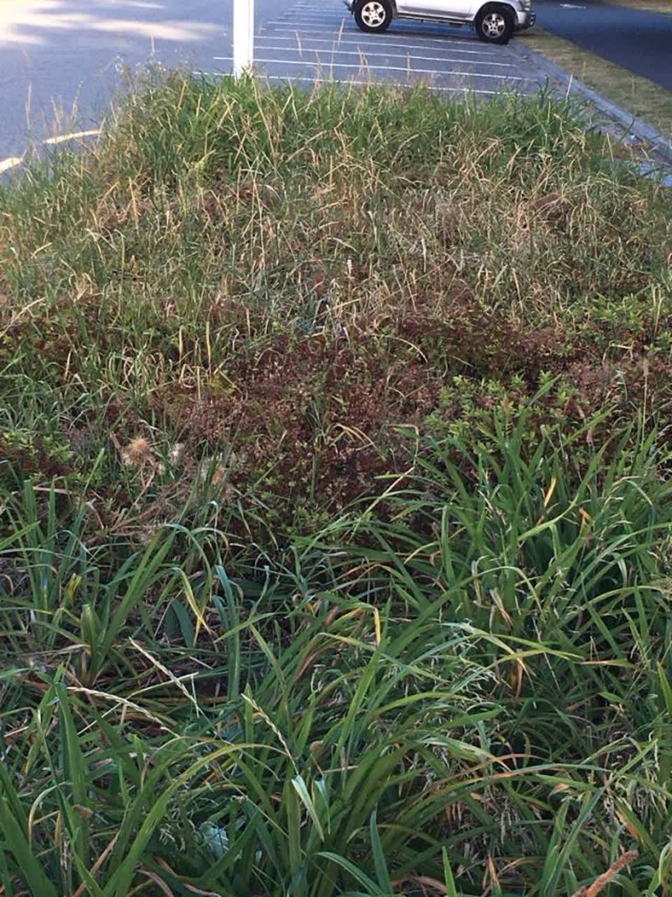 The photograph attached to this parks report