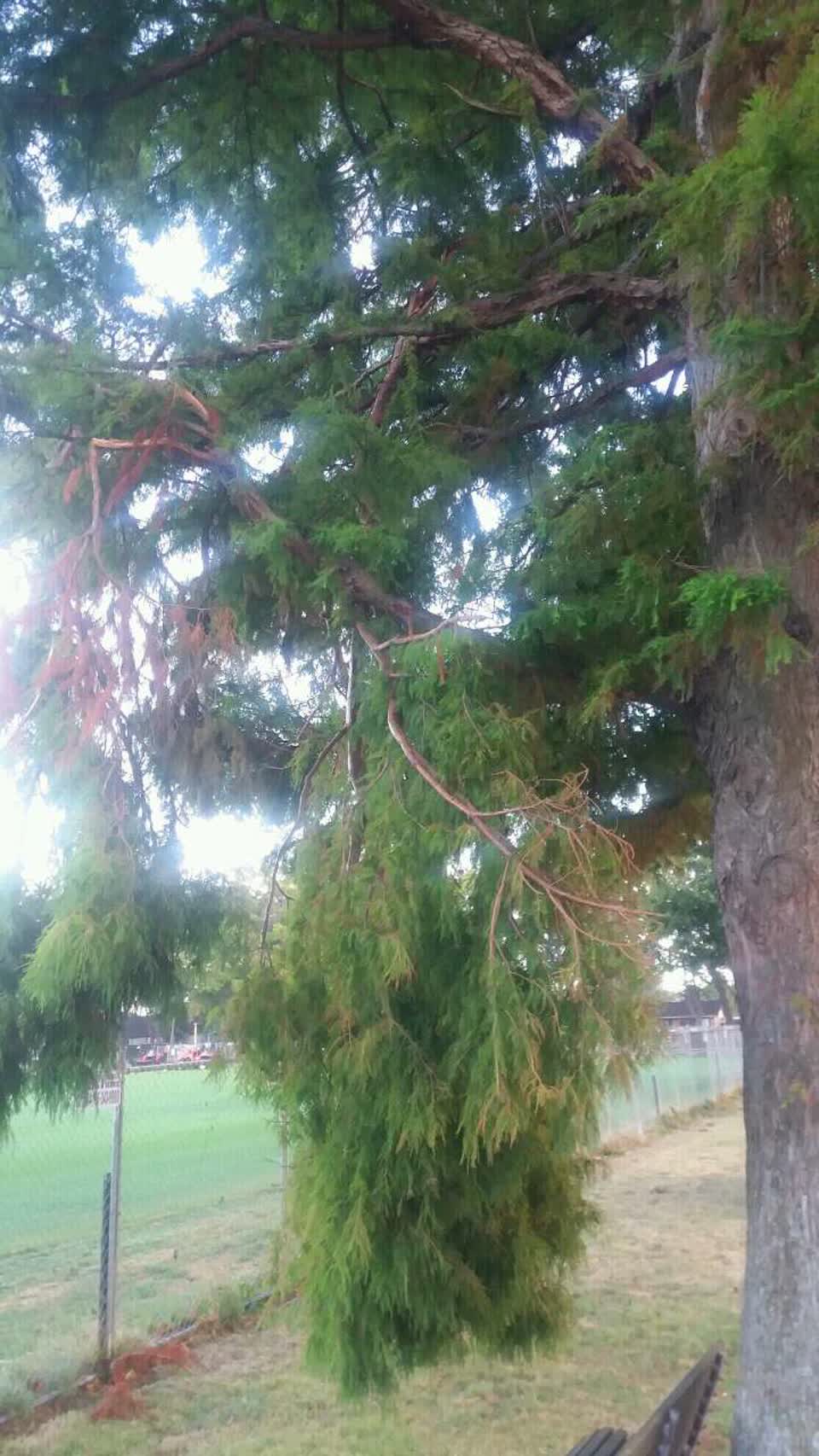 The photograph attached to this parks report