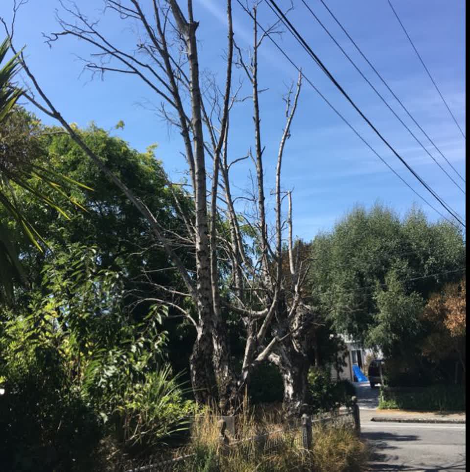The photograph attached to this parks report