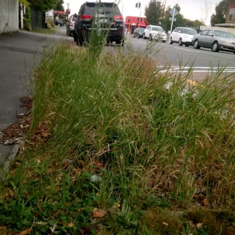 Roading/Streets, a report photo