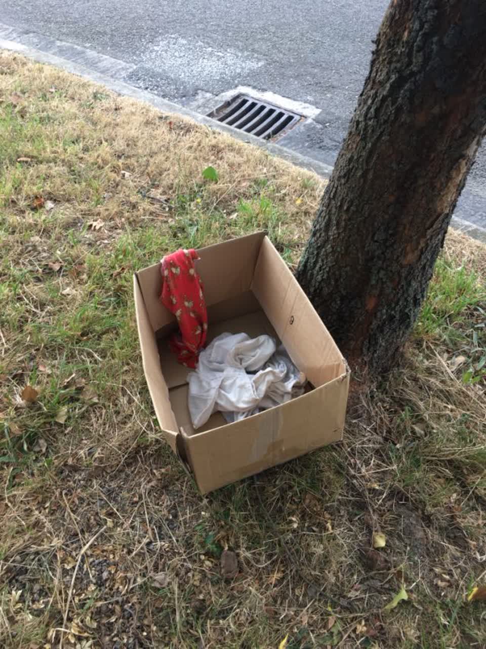 The photograph attached to this rubbish/recycling report