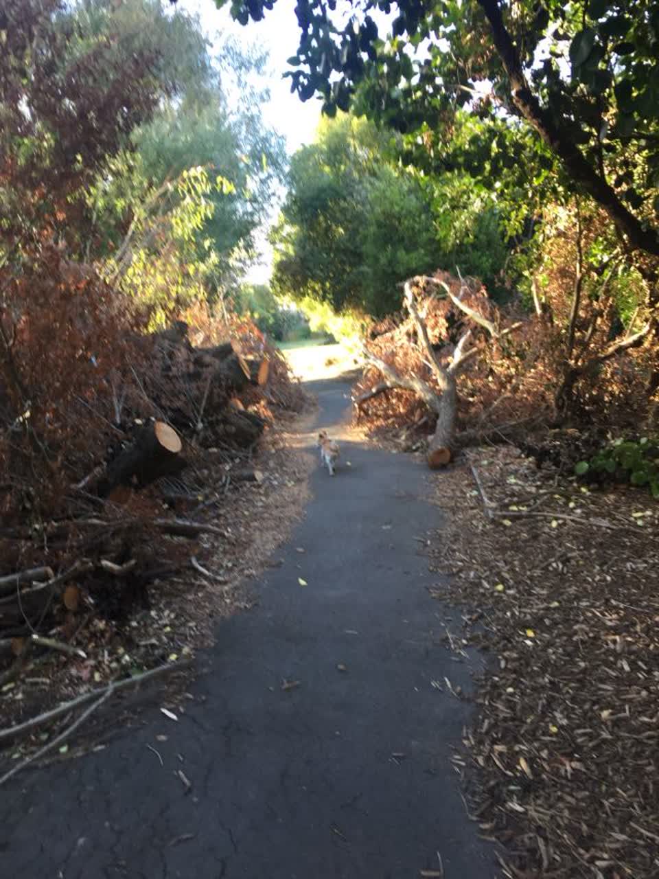 The photograph attached to this parks report