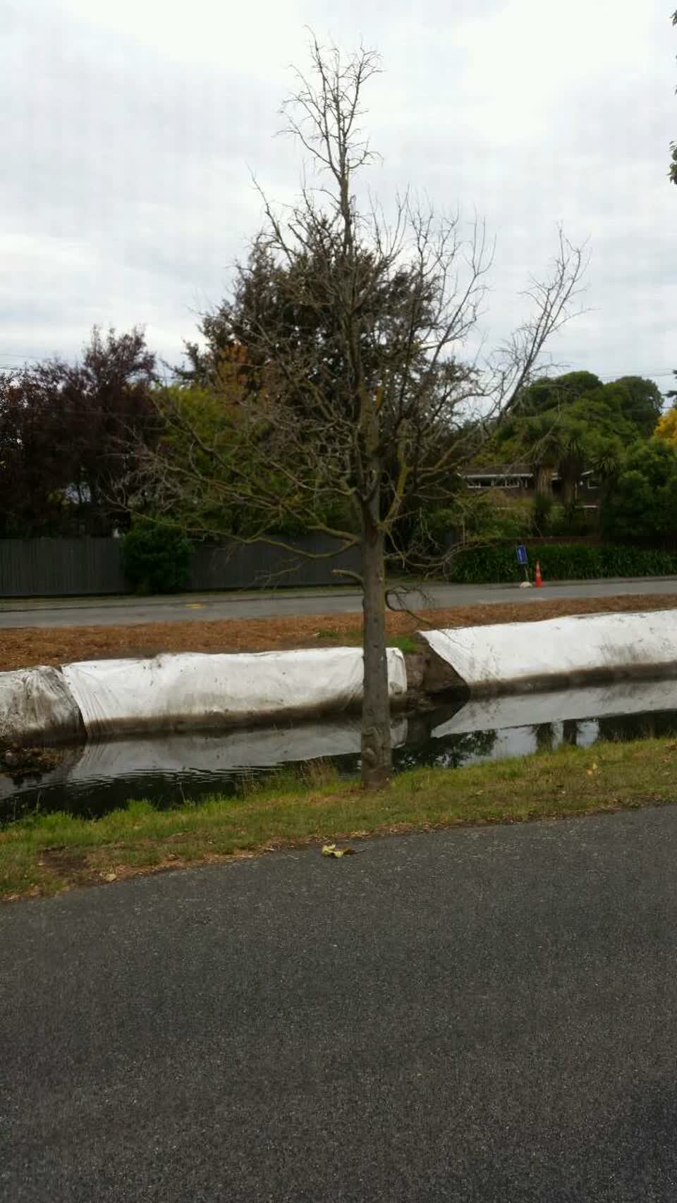 The photograph attached to this parks report