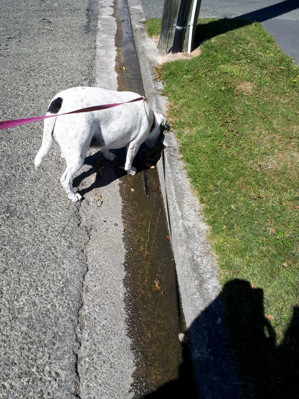 The photograph attached to this water supply report