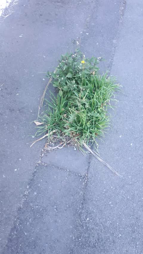 Roading/Streets, a report photo