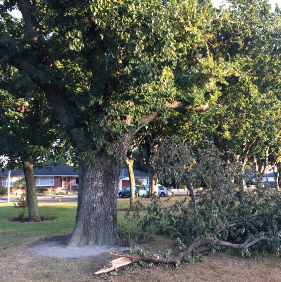 The photograph attached to this parks report