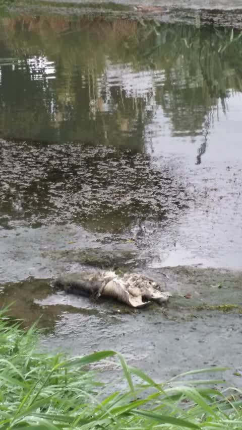Wastewater/Stormwater, a report photo