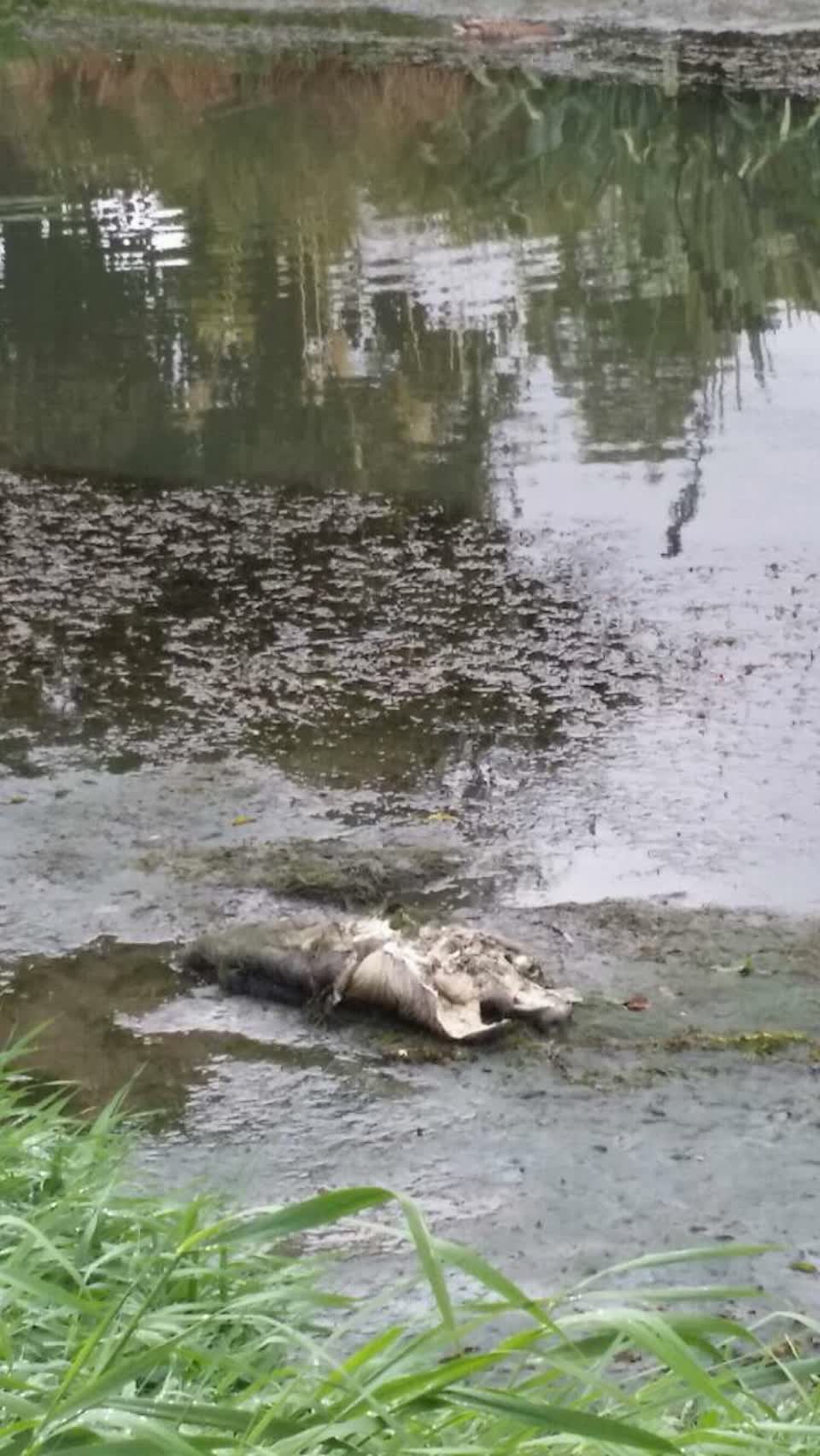 The photograph attached to this wastewater/stormwater report
