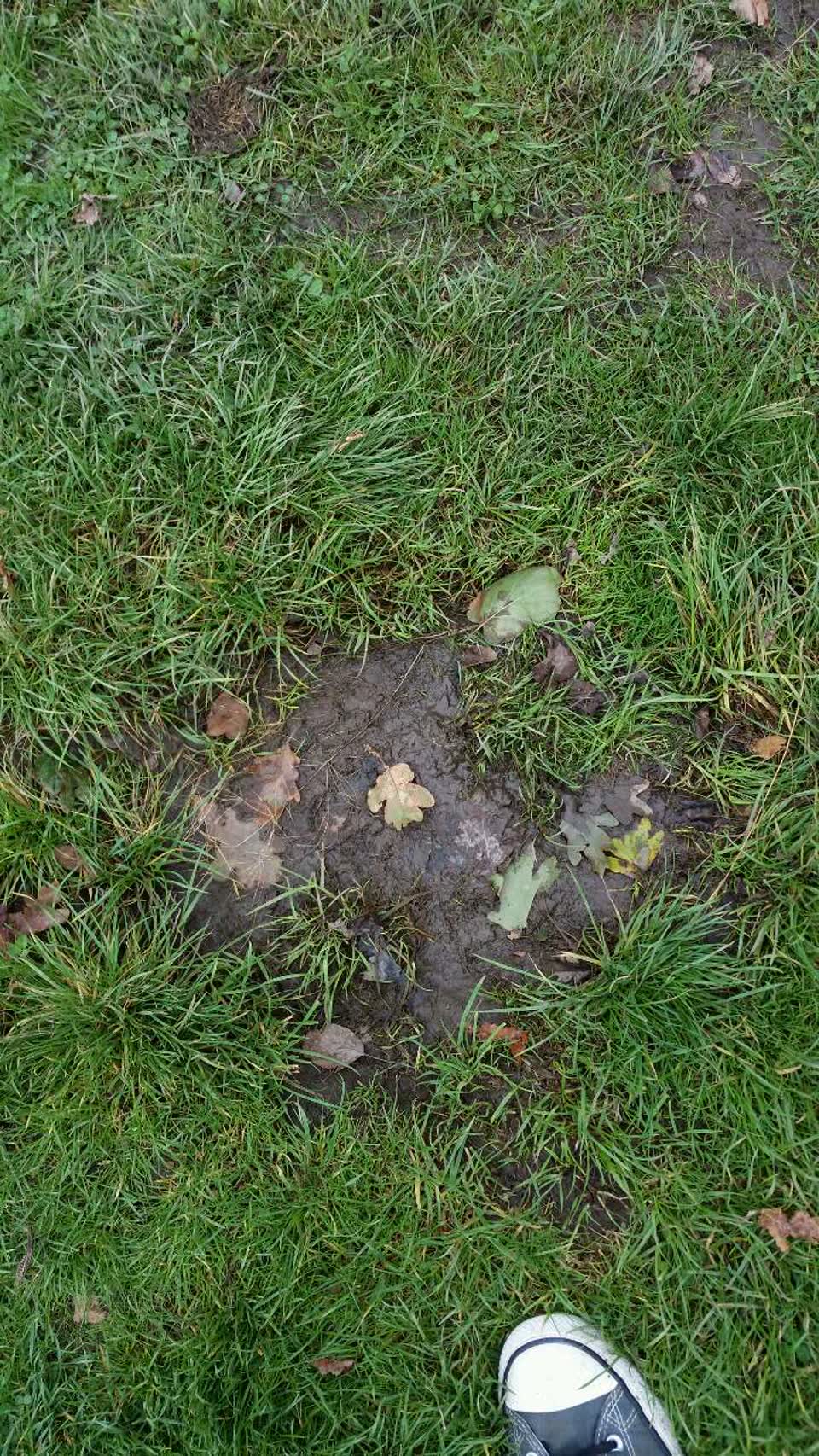 The photograph attached to this parks report