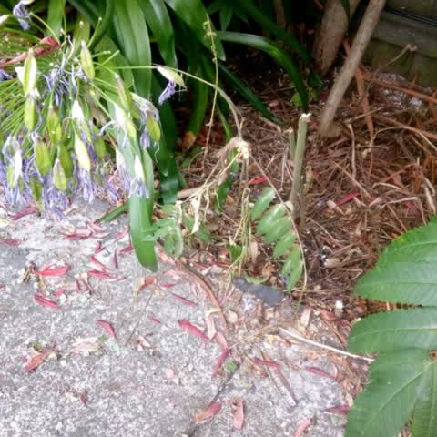 Rubbish/Recycling, a report photo