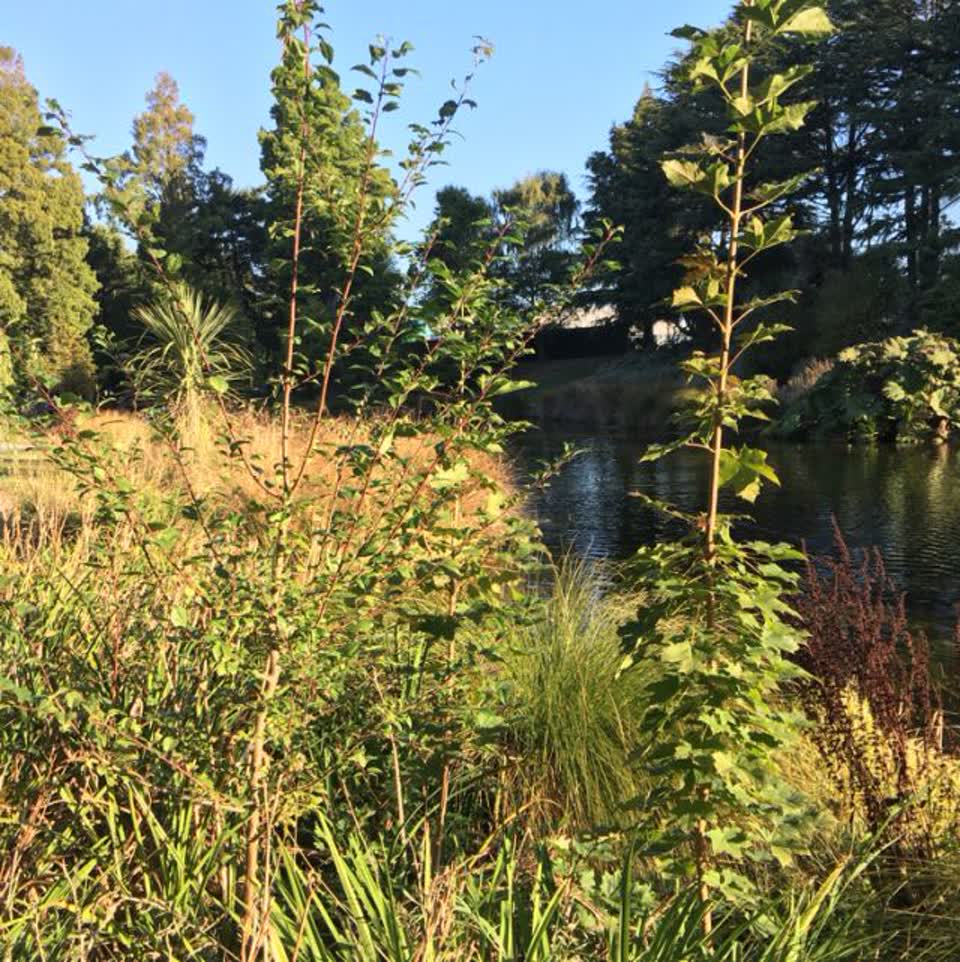 The photograph attached to this parks report