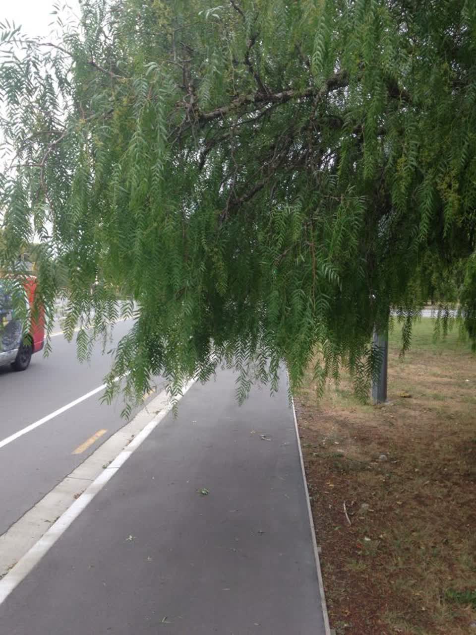 The photograph attached to this parks report