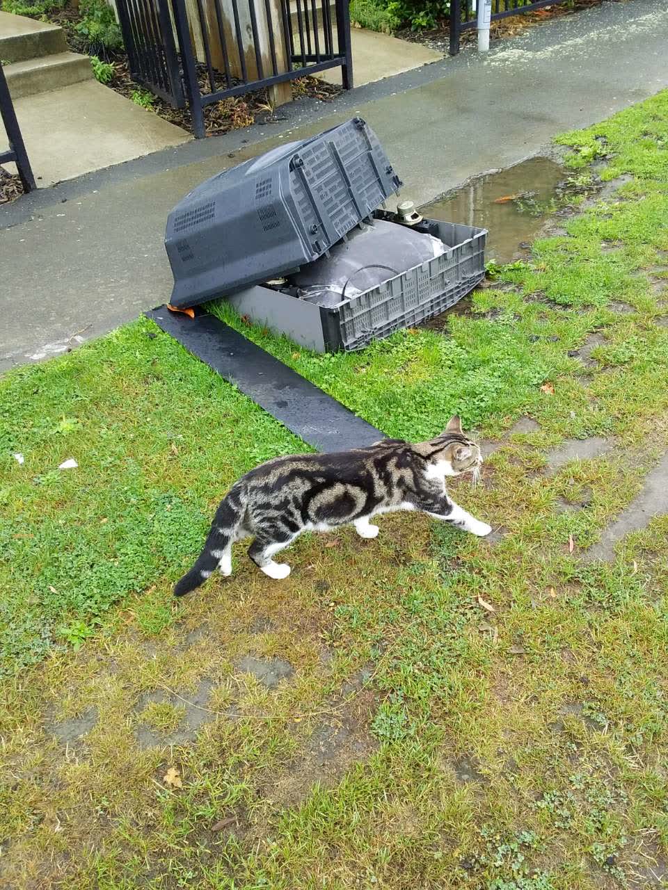 The photograph attached to this rubbish/recycling report