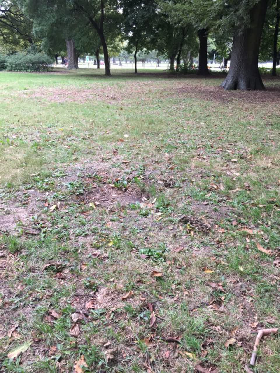 The photograph attached to this parks report