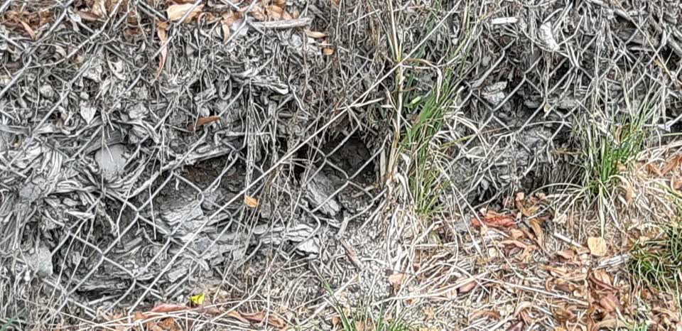 The photograph attached to this parks report