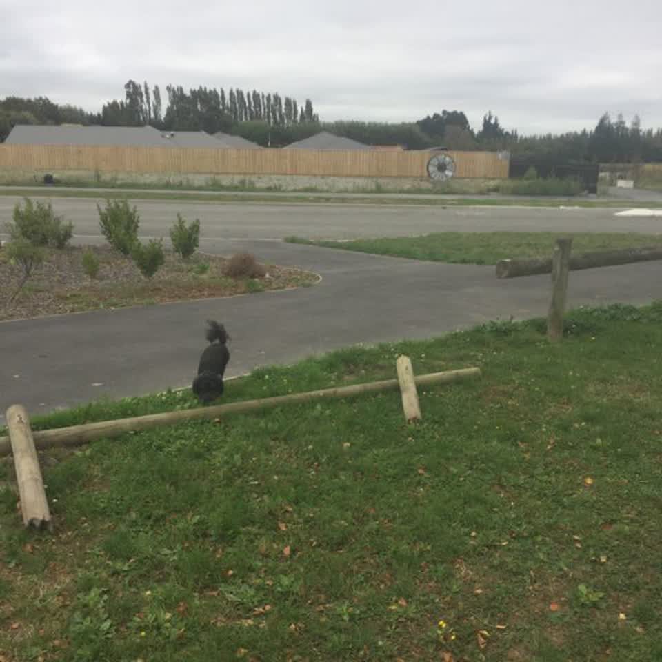 The photograph attached to this parks report