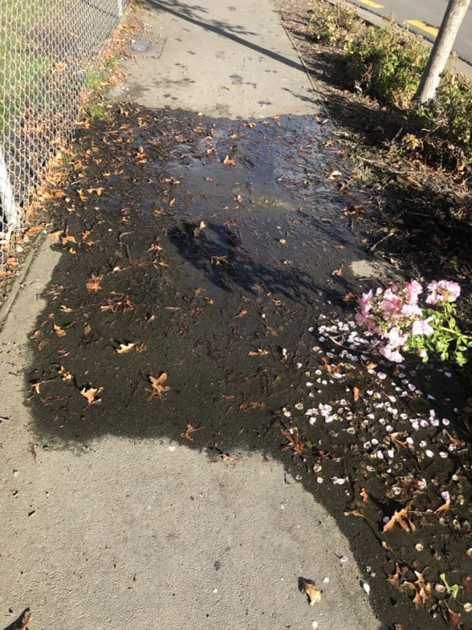 The photograph attached to this water supply report