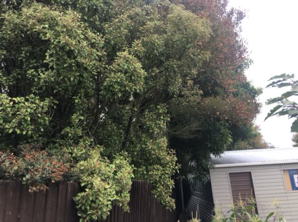 The photograph attached to this parks report