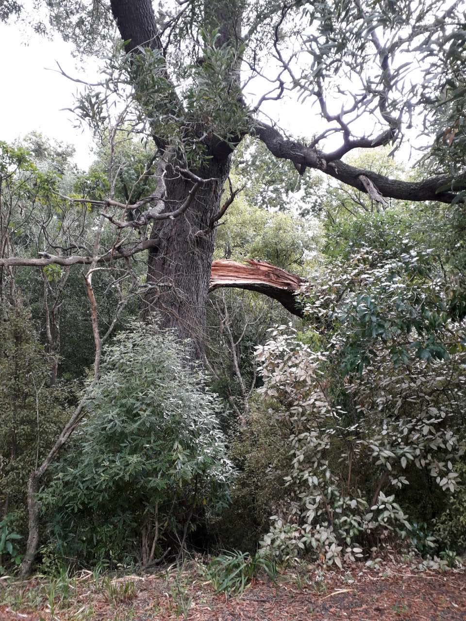 The photograph attached to this parks report