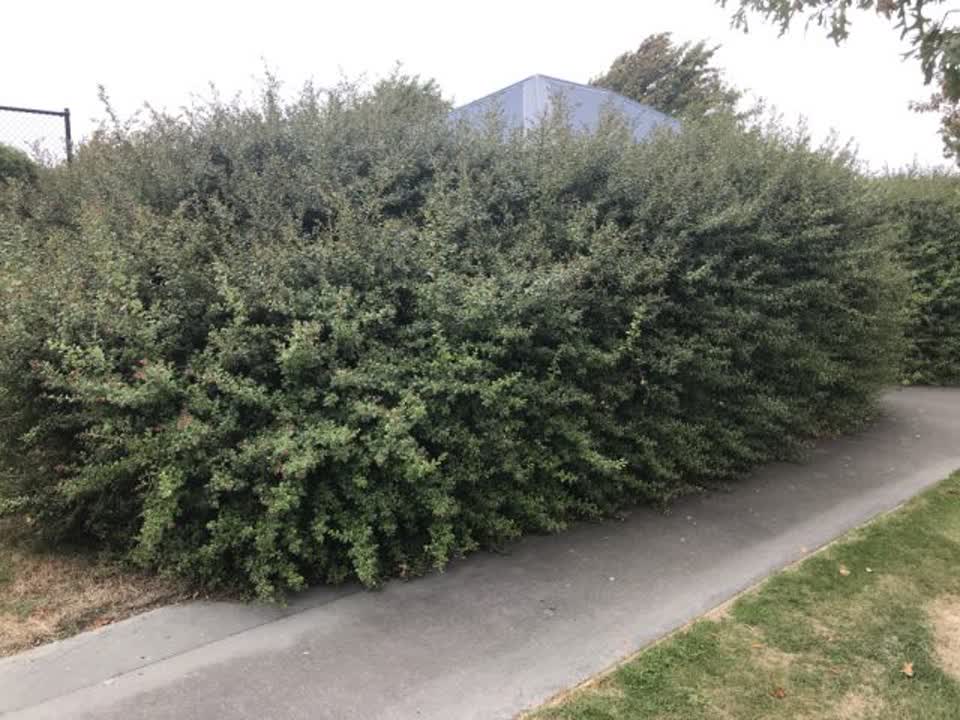 The photograph attached to this parks report