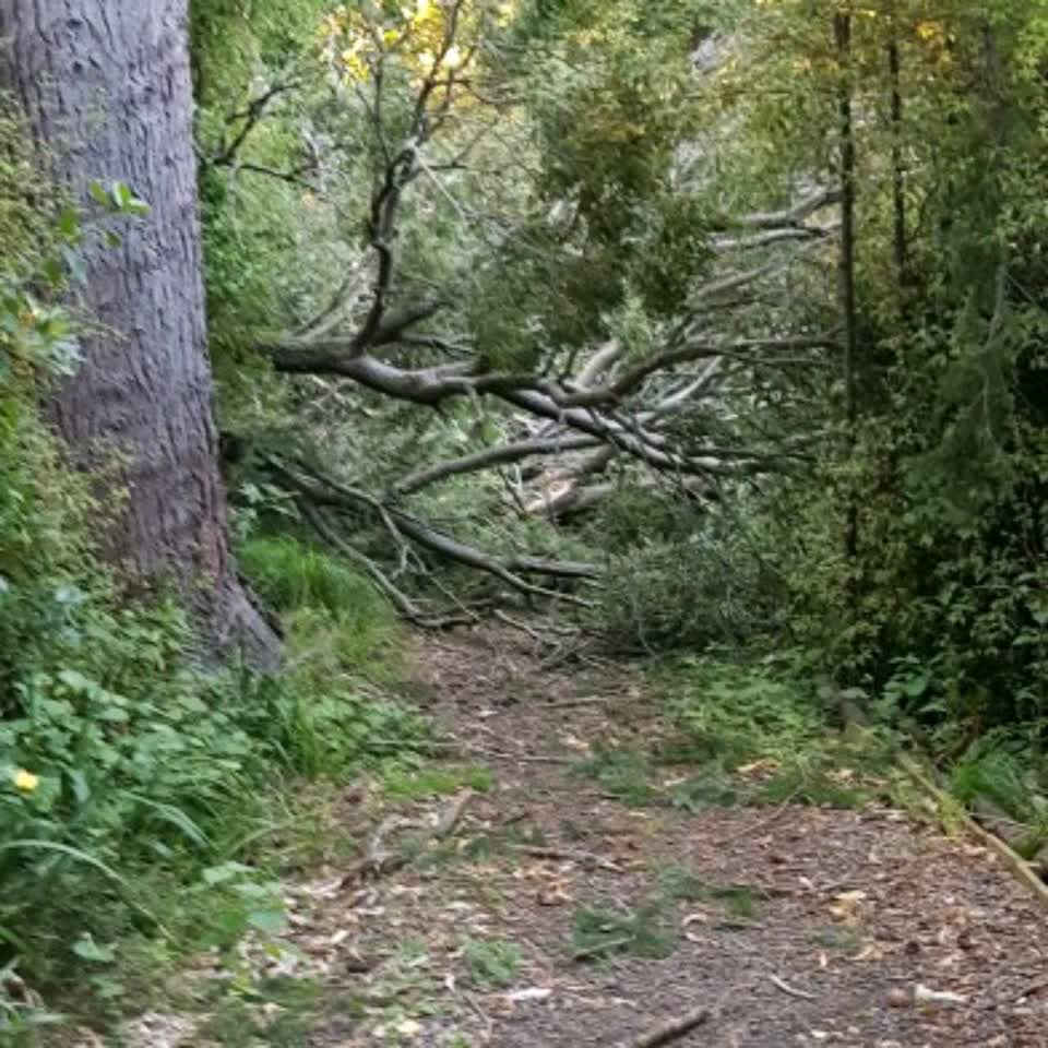 The photograph attached to this parks report