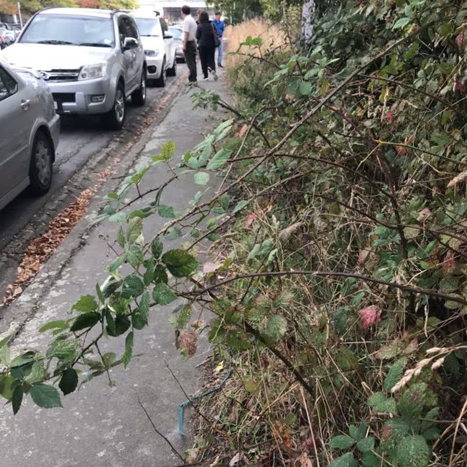 The photograph attached to this parks report