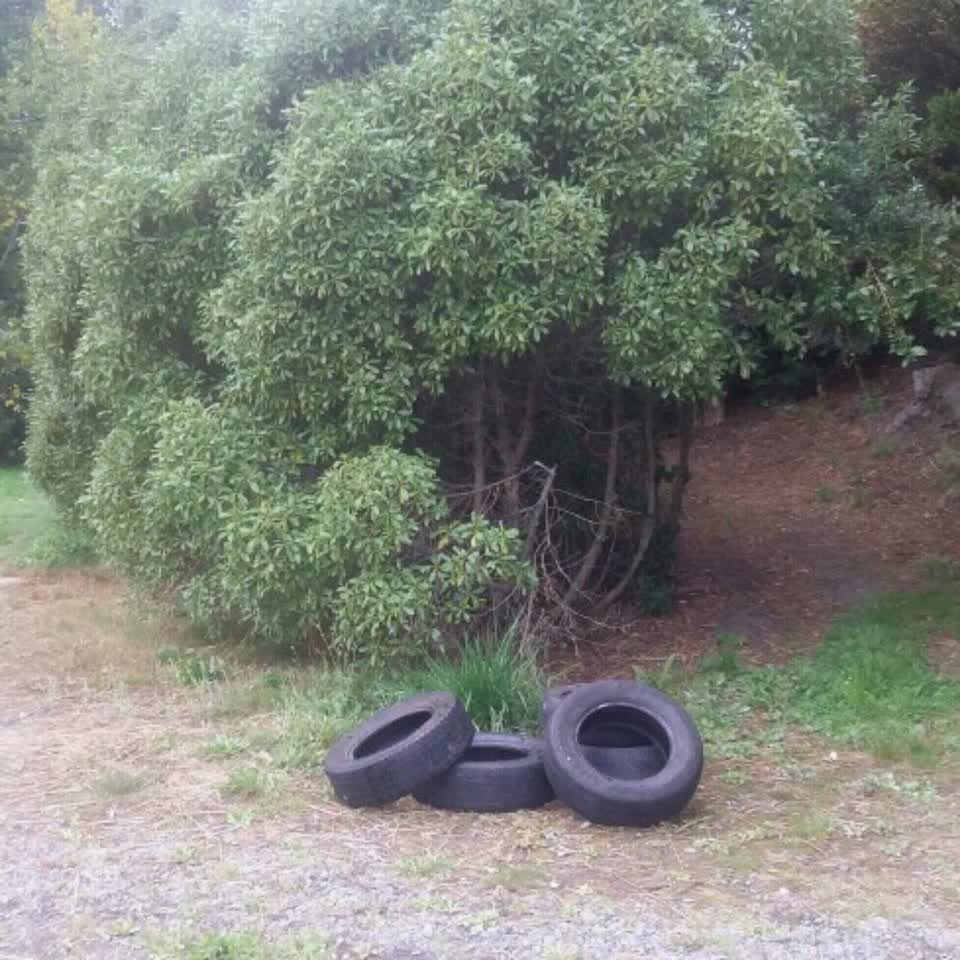 The photograph attached to this parks report