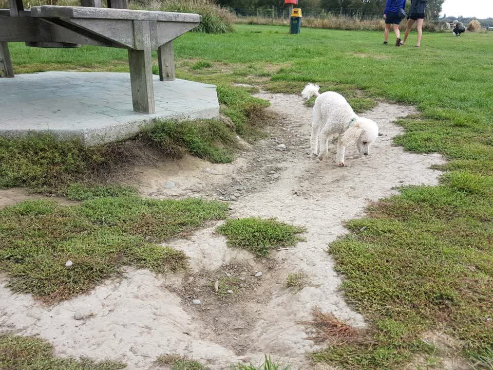 The photograph attached to this parks report