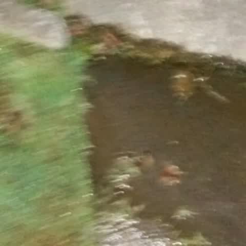 Flooding, a report photo