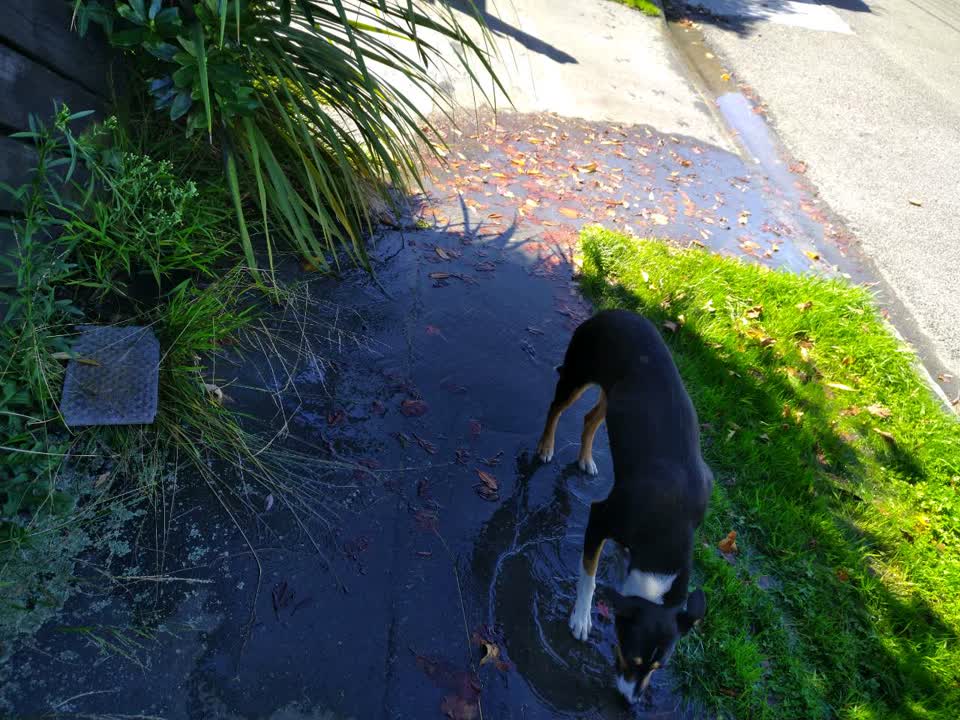 The photograph attached to this water supply report