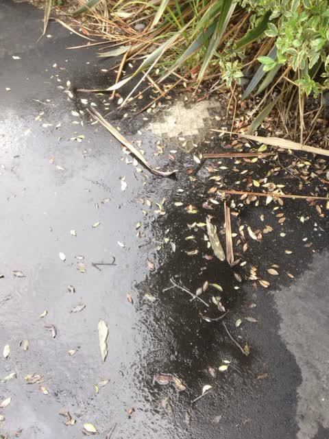 Wastewater/Stormwater, a report photo