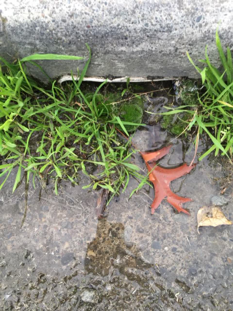 The photograph attached to this roading/streets report