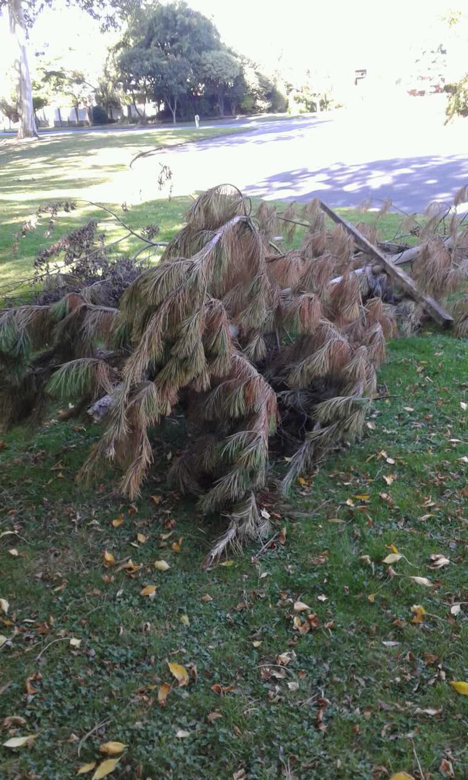 The photograph attached to this parks report