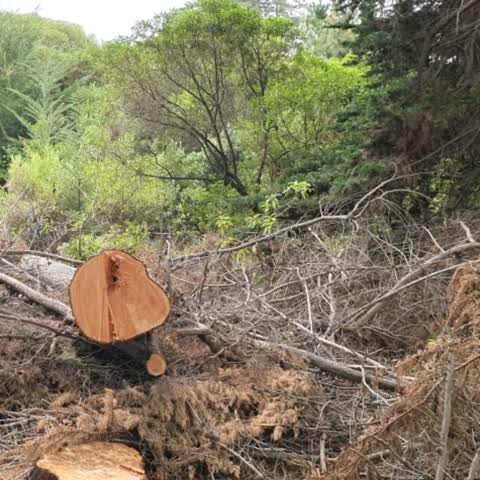 Parks, a report photo