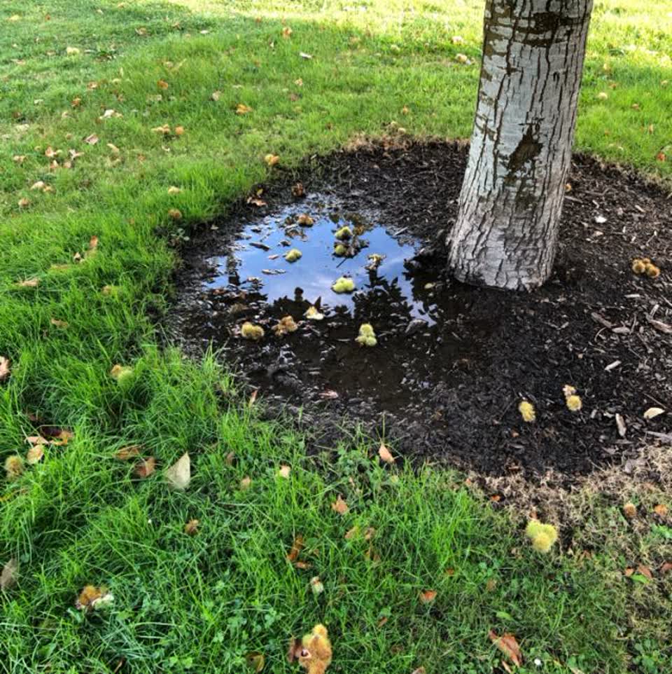 The photograph attached to this parks report