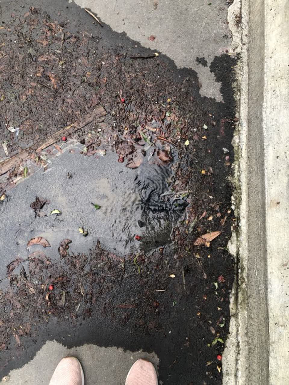 The photograph attached to this roading/streets report