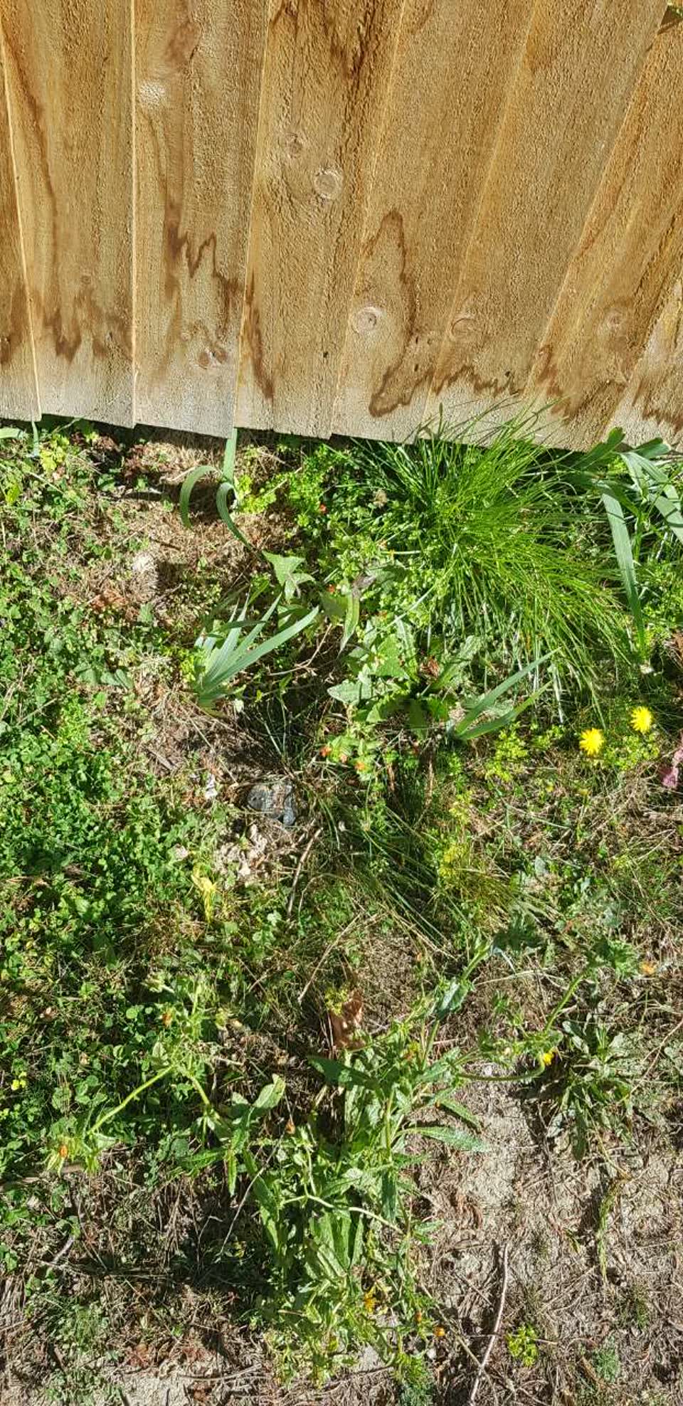 The photograph attached to this water supply report