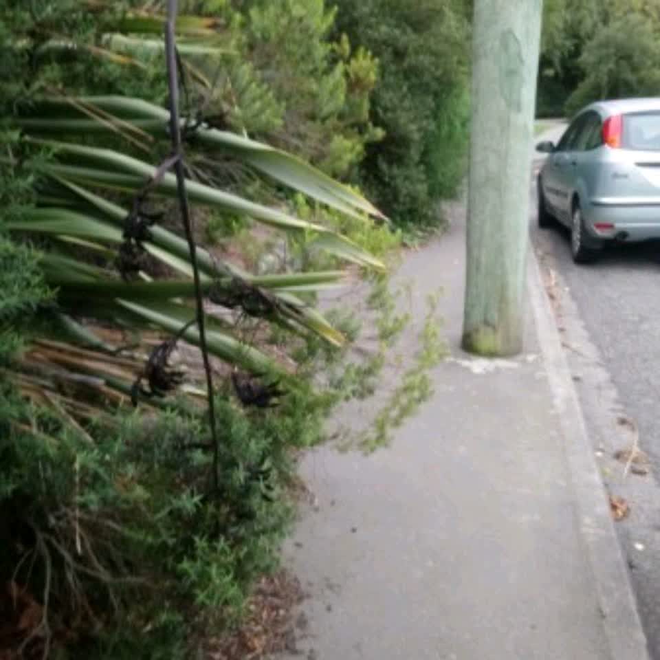 The photograph attached to this parks report