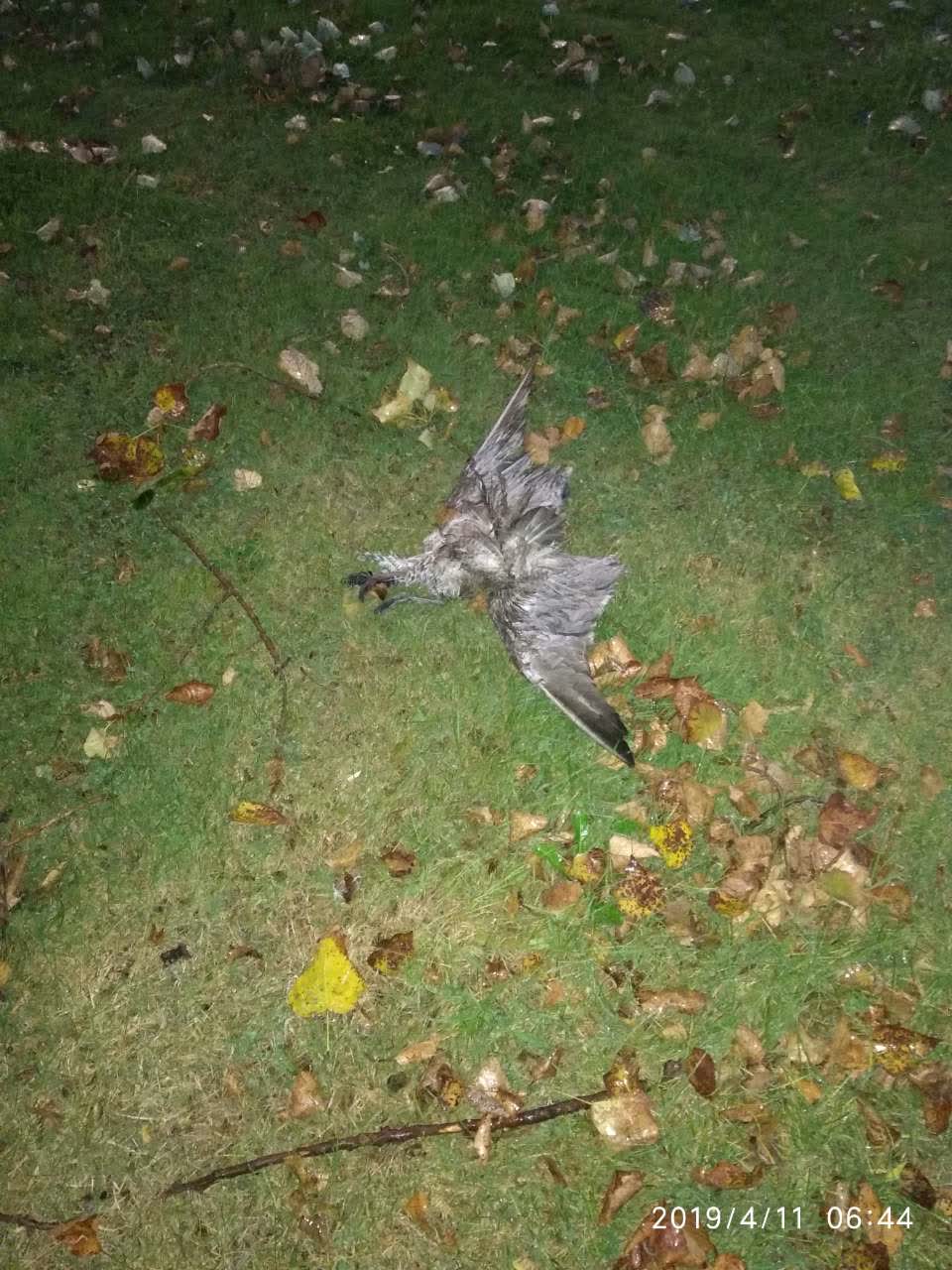 The photograph attached to this parks report