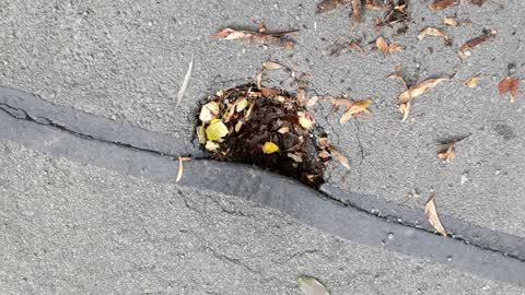 Roading/Streets, a report photo