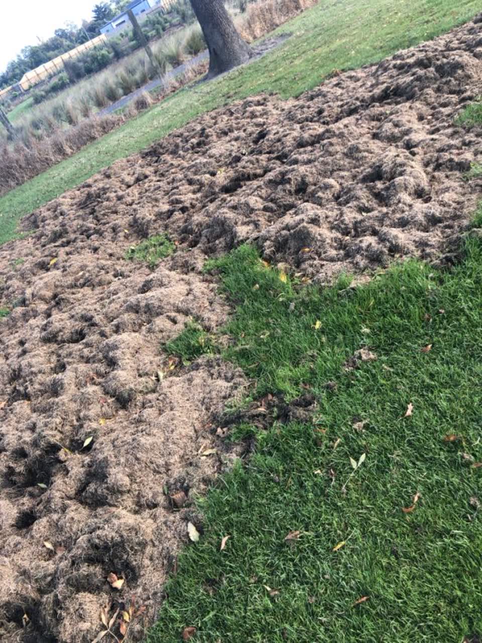 The photograph attached to this parks report