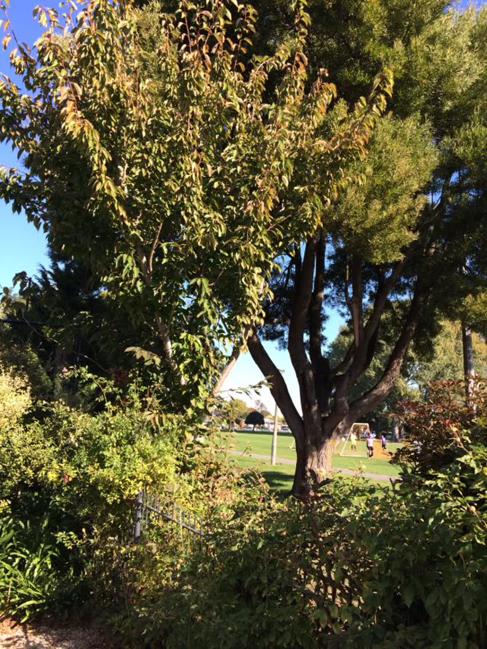 The photograph attached to this parks report