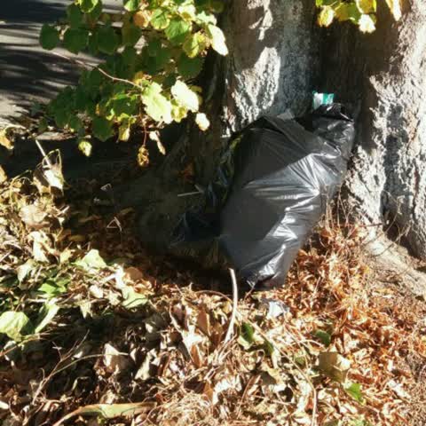 Rubbish/Recycling — a report photo