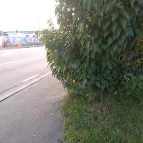 Roading/Streets, a report photo