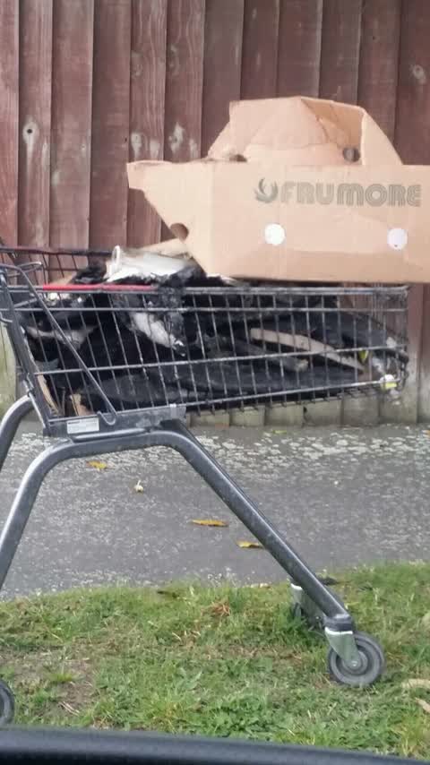 Rubbish/Recycling, a report photo