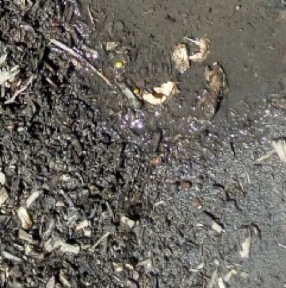 The photograph attached to this water supply report