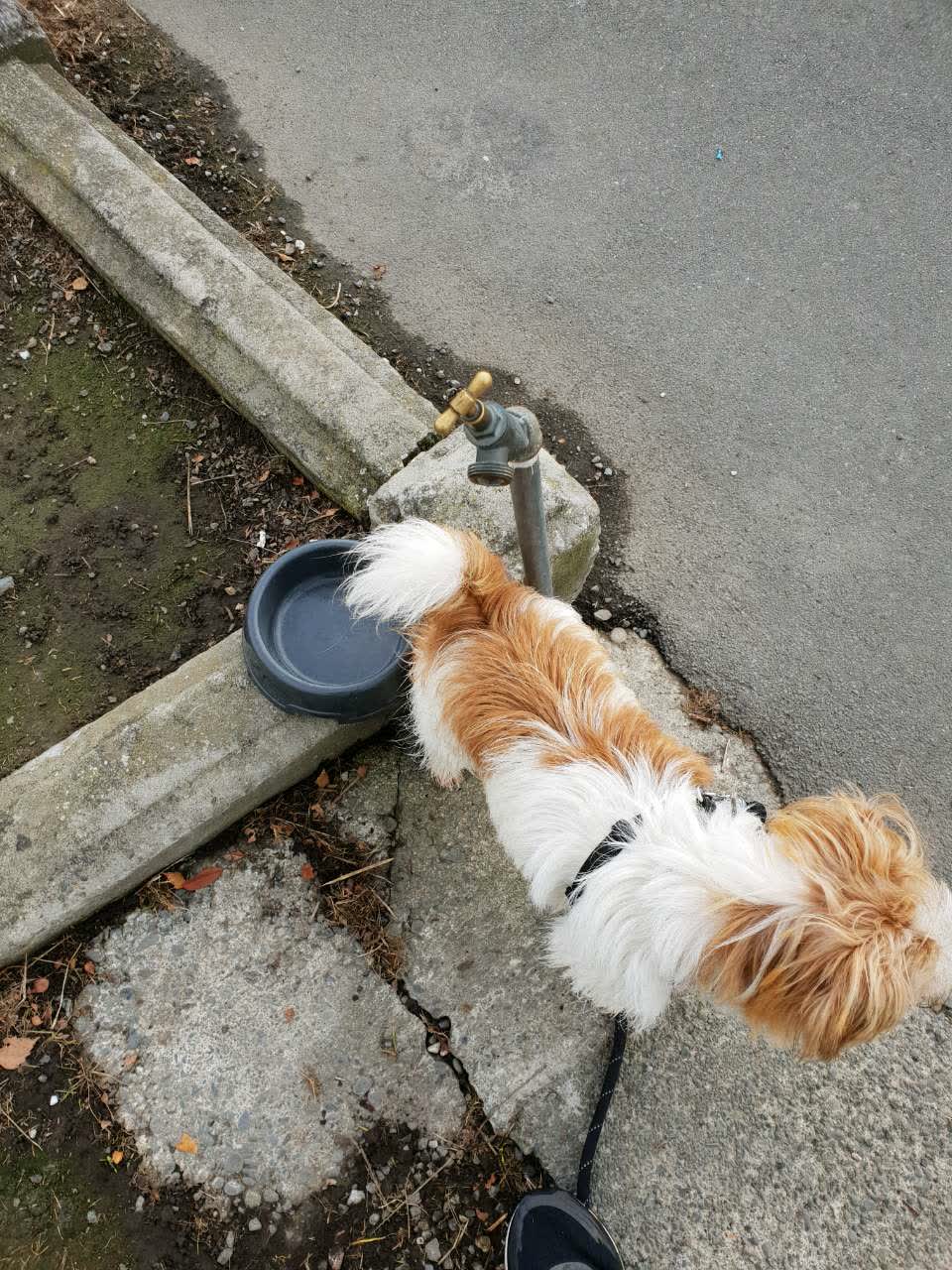 The photograph attached to this water supply report
